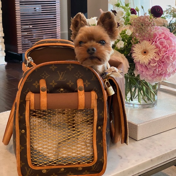 Meet your Posher, Sanaz + Spike the Yorkie! ❤️ - Picture 15 of 15